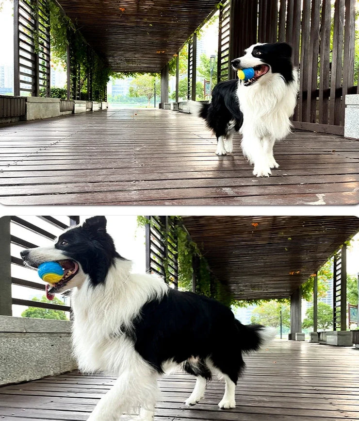 interactive dog ball with sound
