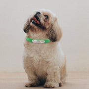 custom dog collar with name
