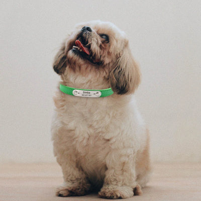 custom dog collar with name