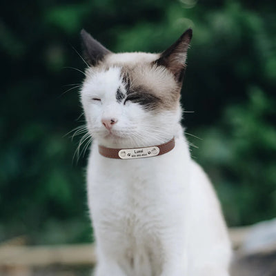 personalized pet safety collar