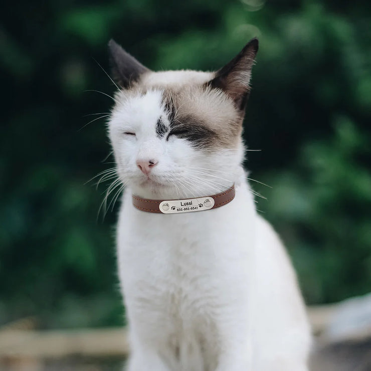personalized pet safety collar