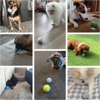 interactive dog and cat toy ball