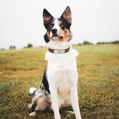 custom dog collar with name
