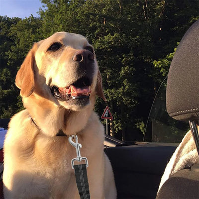 Reflective Dog Car Seat Belt