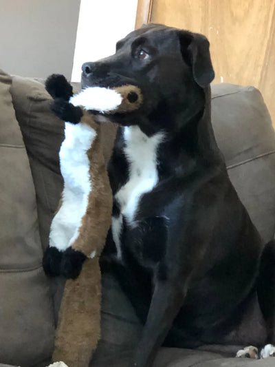Stuffingless Squeaky Dog Toy